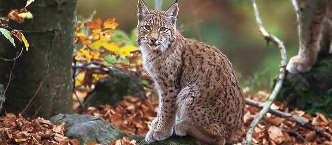 A Balkan lynx in the forest