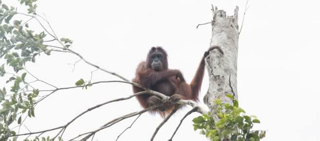Orangutan in tree