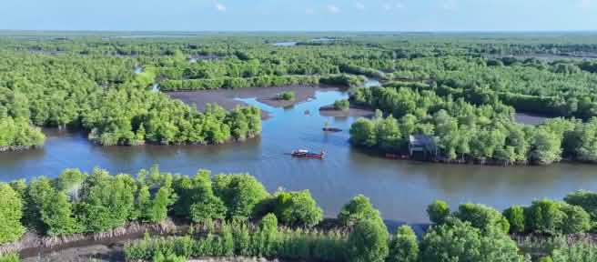 View of a Mangrove forest from above