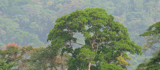 Rainforest in Nigeria