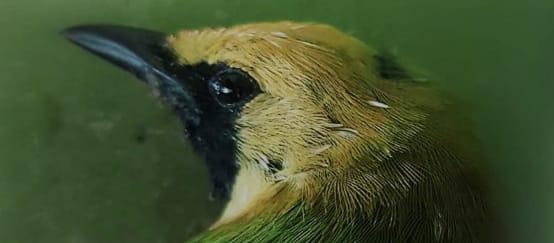 Head of a green bird with a yellow crown