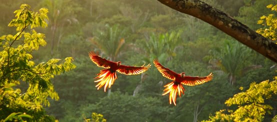 Two red macaws flying over the rainforest, wings spread