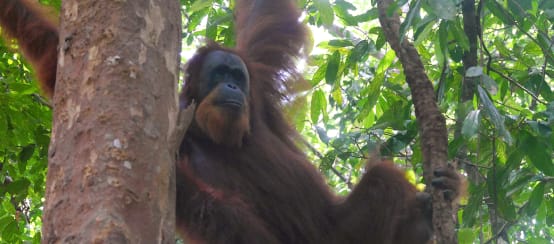 A Sumatran orangutan in a tree