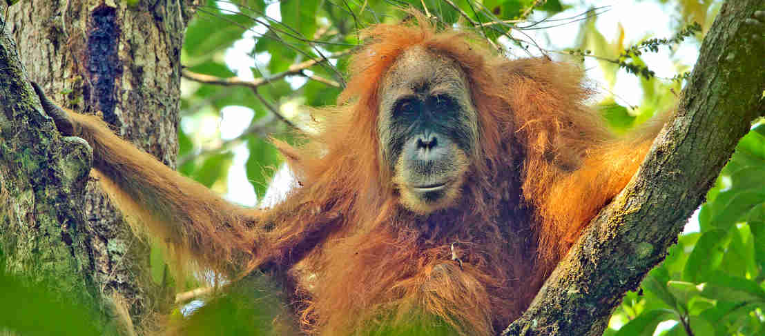 Stop bulldozing the Tapanuli orangutan! - Rainforest Rescue