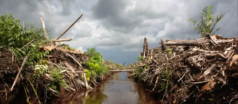 Deutsche Bank takes a first step away from conflict palm oil