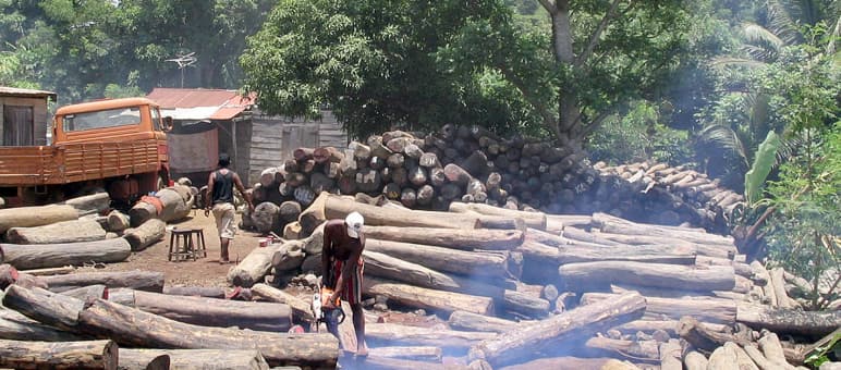 Illegally logged wood near the Masoala National Park in Madagascar