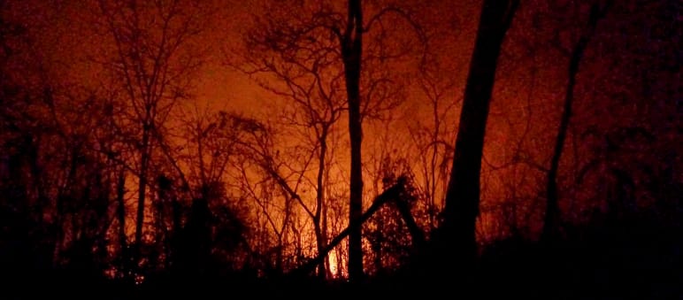 The charred remains of trees stand out against the night sky lit red by fires