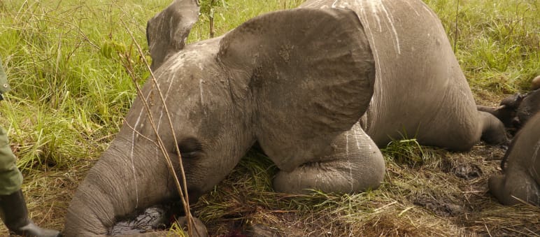 Africa's elephants are paying the price for China's lust for ivory (photo: Nuria Ortega, African Parks Network) An elephant killed by poachers