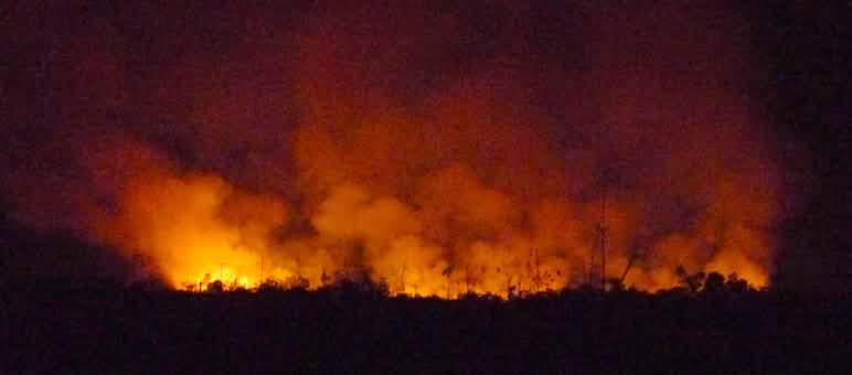 The rainforest is burning for oil palm plantations Night shot of forest fire with embers and smoke