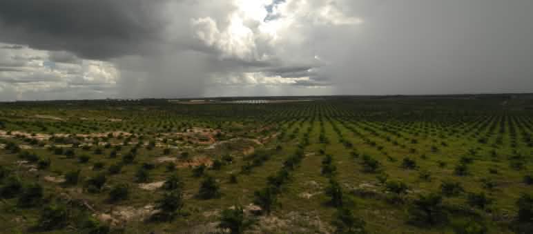young oil palm seedlings, Borneo
