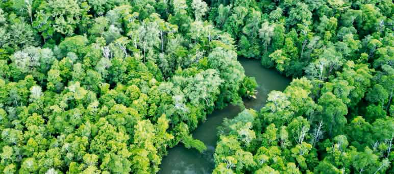 A clearing cut into the rainforest near Sorong, West Papua Aerial view of rainforest with a river and clear-cut area