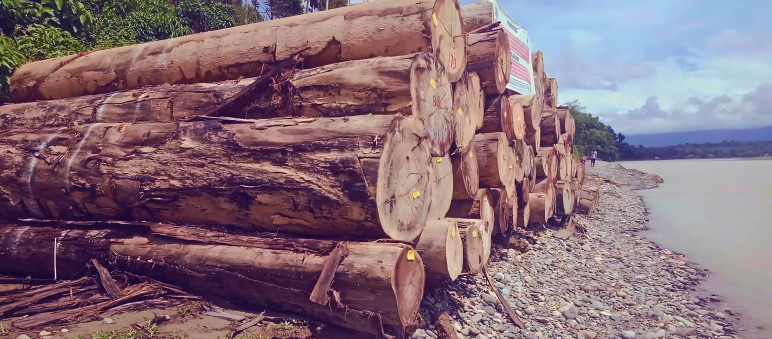 Evidence of crimes against the planet Large logs stacked at a river bank