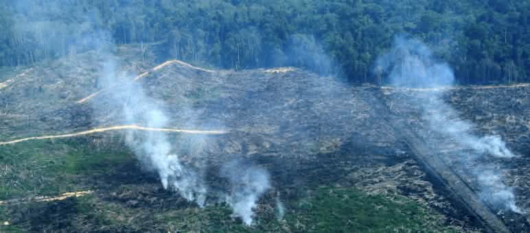 More than 100 fires were set to the swamp forest of Tripa Slash-and-burn in the Tripa peat bog