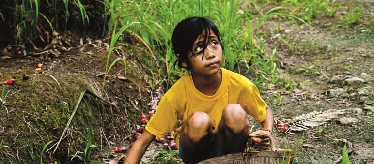 Rainforests are more important than palm oil plantations