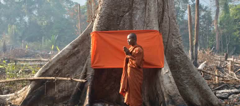 Mother Nature Cambodia successfully stopped a dam in the Areng Valley. Monk in front of tree with orange sash