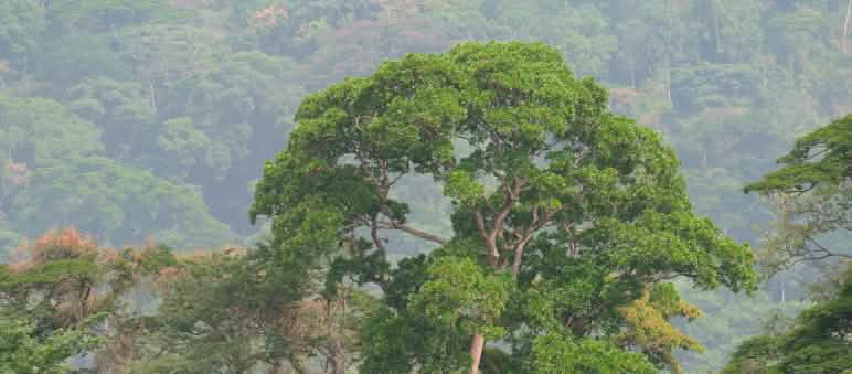 Afi Mountain rainforest Rainforest in Nigeria