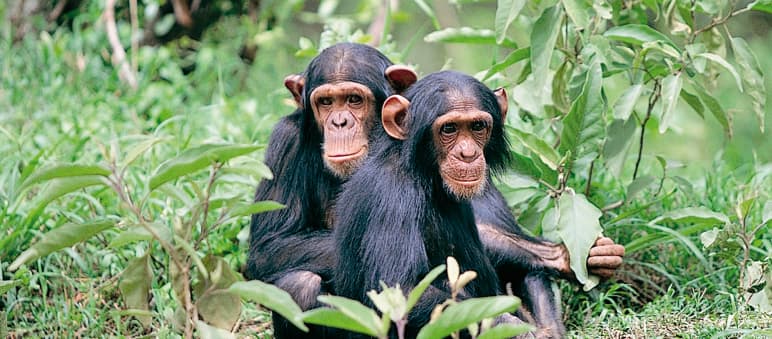 17,000 chimpanzees live in Guinea Two chimpanzees