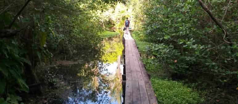 The mangrove forests and wetlands of Cajual Island are a natural paradise and an international RAMSAR protected area Wooden walkway in the water of a mangrove forest on Cajual Island