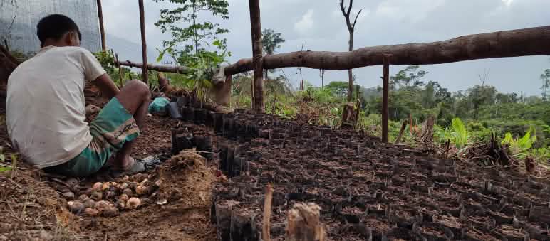 Thousands of seedlings are ready to heal the wounds in the forest A man working with seedlings
