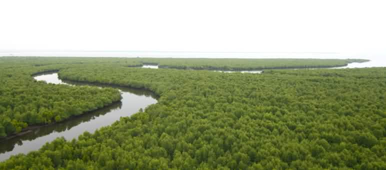 Sumatra’s remaining mangrove forests need strict protection Aerial view of dense mangrove forest. A river meanders through the forest to the coast on the horizon.