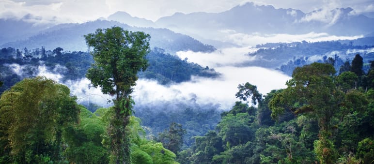 Los Cedros mountain rainforest, Ecuador Los Cedros mountain rainforest, Ecuador