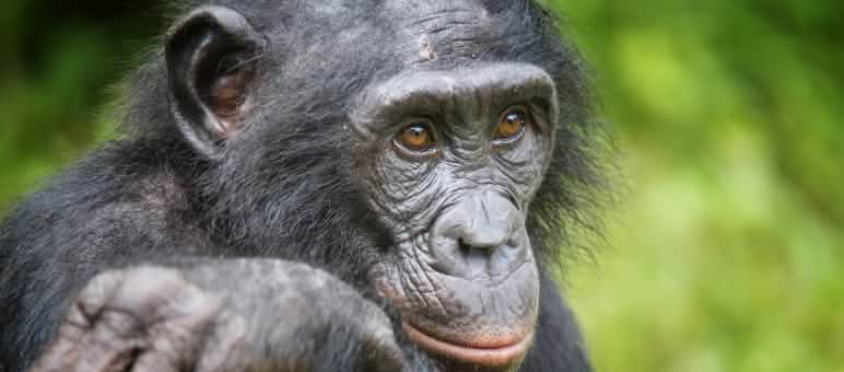 The habitat of bonobos, one of the four great ape species, must be preserved Bonobo