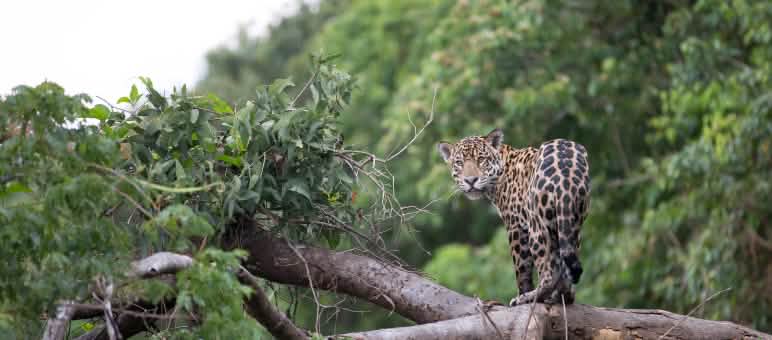 Jaguars (Panthera onca) are solitary animals that need territories of dozens to several hundred square kilometers. A jaguar looks toward the camera from a fallen tree trunk in the rainforest