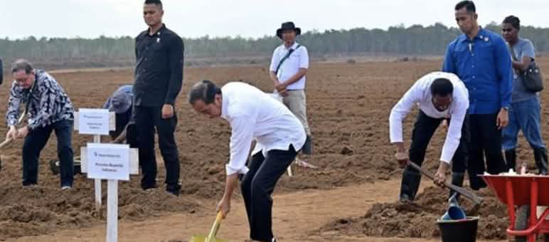In July 2024, then-President Jokowi planted the first sugar cane. Men with shovels on a bare field