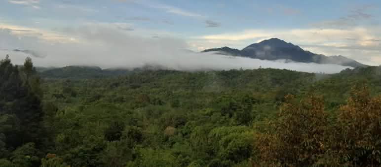The mountain forest of Borneo: This is what the Dayak Tomun are fighting for View over rainforest to a distant mountain