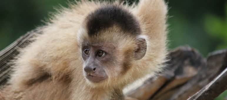 The rainforest of the Ka’apor is also one of the last habitats of critically endangered species such as the Kaapori capuchin monkey. Kaapori capuchin monkey