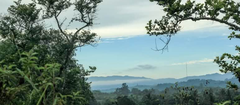 Sound bioeconomy policy must preserve forests Morowali Nature Reserve