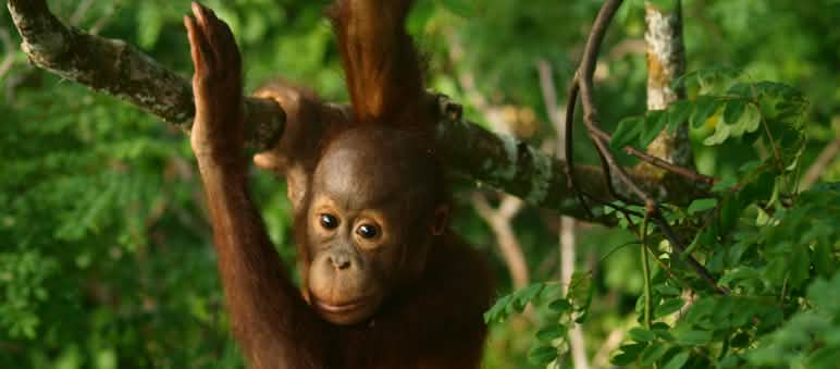 The rainforest of Borneo is the habitat of the last orangutans. If the forest disappears, they will lose their home. Juvenile orangutan in a tree