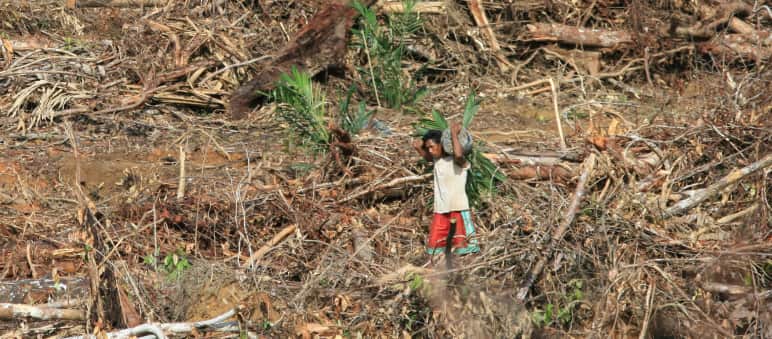 Deforestation in Papua province Oil palm plantation on Papua