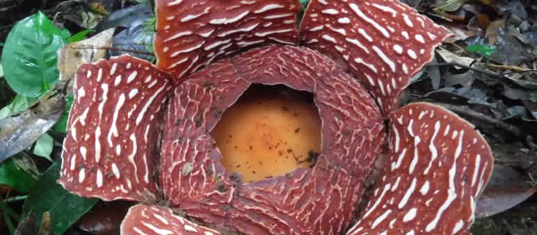 Rafflesia – carnivorous, vile-smelling and at the same time the largest flower in the world Rafflesia flower