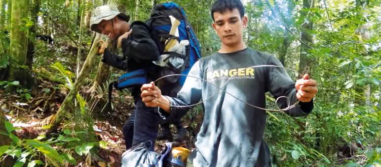 Wild animals perish miserably in such wire snares Rangers disable a snare