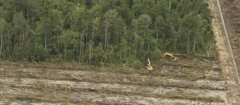 Cutting down oil palms to reclaim illegally cleared land