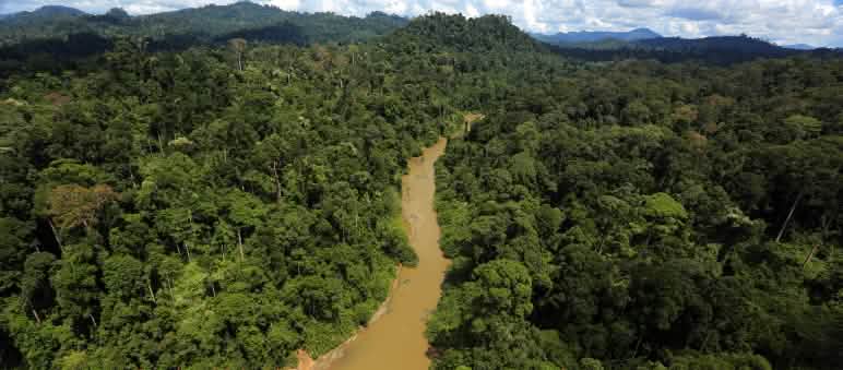Borneo has already lost half of its rainforest to timber, paper, palm oil and charcoal Aerial view of a river in the rainforest of Borneo