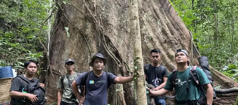 Off limits to palm oil and mining companies: the Tongka rainforest Men at the foot of a huge tree