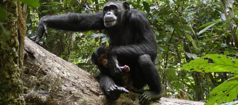 Liberia's forests are home to chimpanzees - and the target of carbon traders Chimpanzees in Sapo National Park