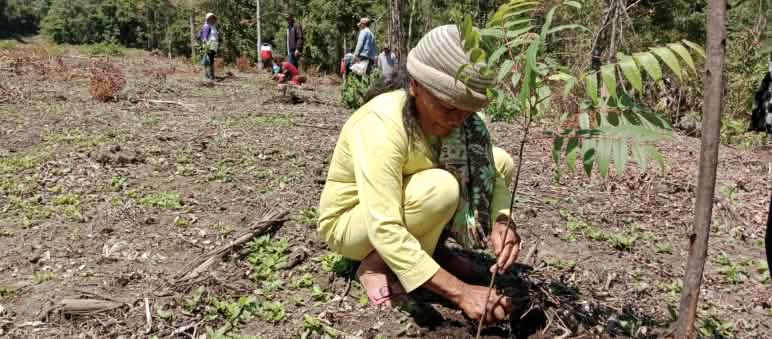 The sura tree, a member of the mahogany family, is native to the rainforests of Batak country Crouching woman planting a tree