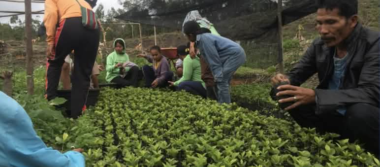 Sumatran coffee was once famous. The village of Simenakhenak is reviving old farming methods People tending coffee seedlings