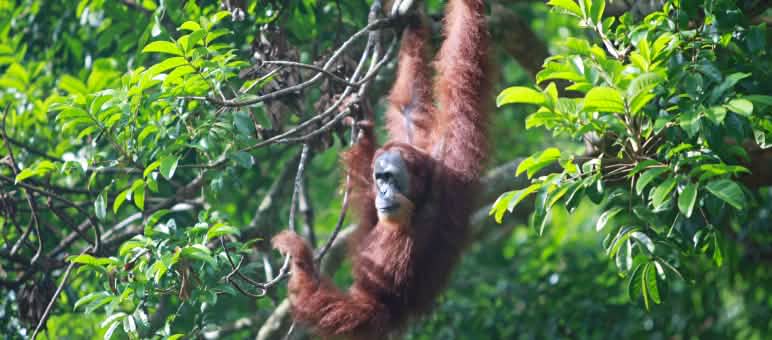 The Leuser Ecosystem is home to the Sumatran orangutan. Around ten thousand individuals live there Pongo abelii