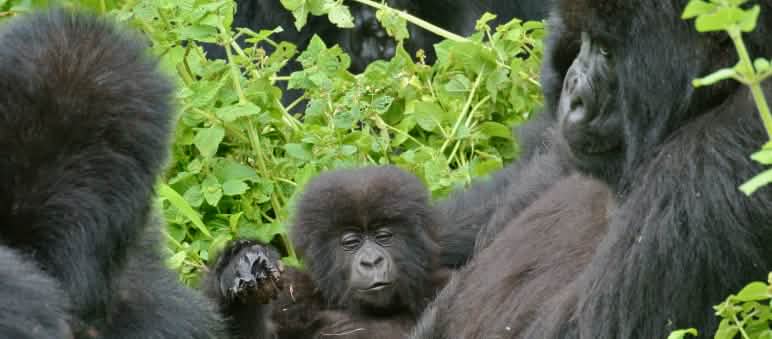 ...for protecting my beautiful home (photo: Flickr / weesam2010 - Lizenz: CC BY-NC-SA 2.0) Gorillas in Virunga National Park