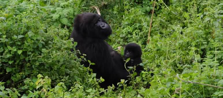 Virunga's gorillas are also in danger Gorilla mother and baby in Virunga