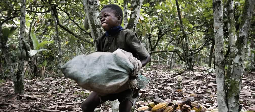 One child's delight is another's backbreaking labor. Child laborer on cocoa plantation, Ivory Coast