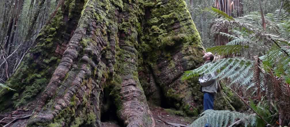 The protected status of some of the world's tallest trees is in danger (photo: bishib70/Flickr)