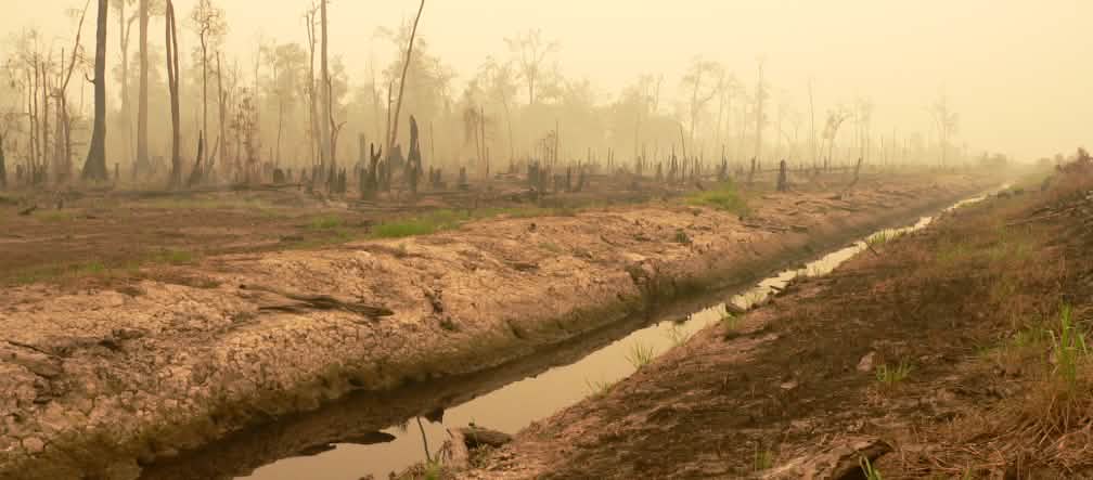 Intact peat bogs store millions of tons of carbon – clearing them has a massive climate impact. Peat bog forest cleared for the million-hectare rice project in central Kalimantan