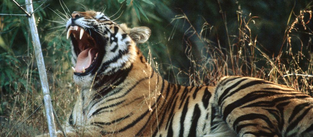 Tigers need large habitats that support their prey requirements. Picture: D. Mukherjee/Greenpeace
