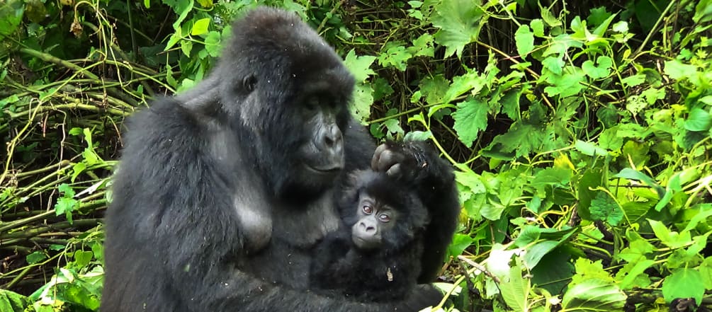 Gorilla family in Virunga National Park