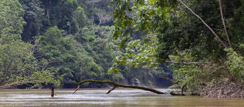 Yasuní National Park View of a river surrounded by forest, Yasuní National Park